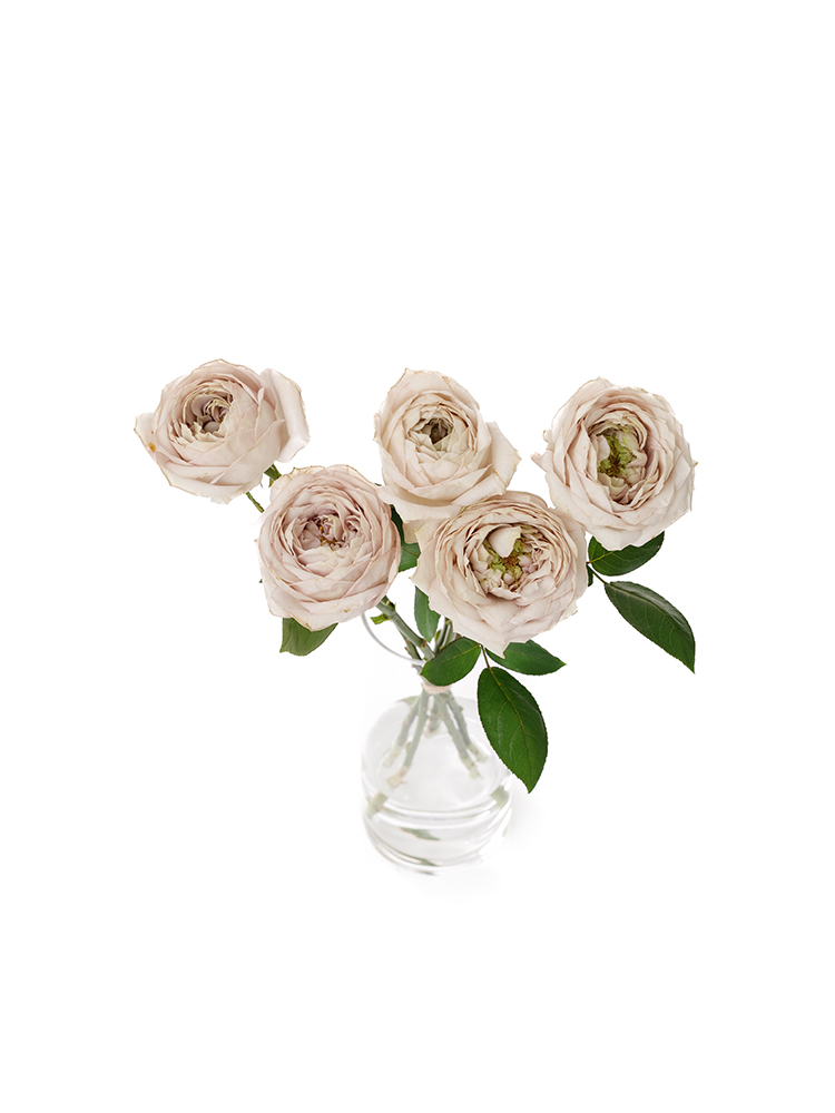 【生花】バラ　シュエルヴァーズの全体写真のアップ