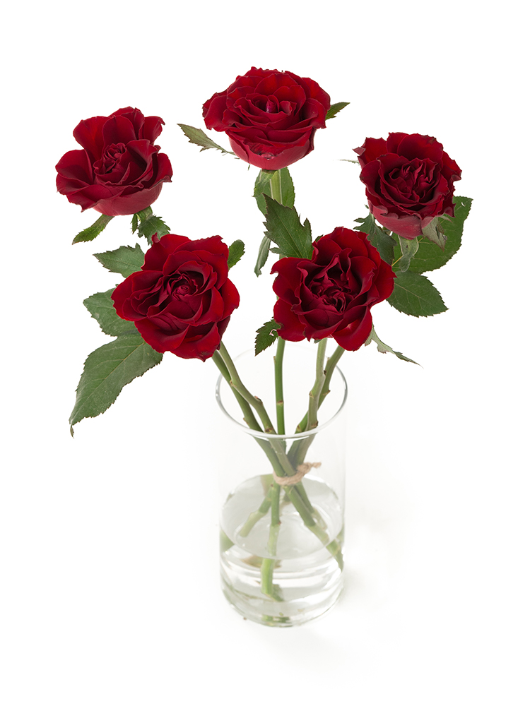 3692 外国切手 イギリス 1976年 バラの花 薔薇 4種完 3692 外国切手 イギリス 1976年 バラの花 薔薇 4種完 3692 外国切手