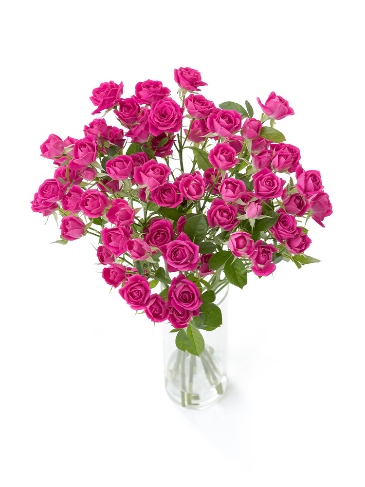 【生花】バラ(スプレー) アリシアの全体写真のアップ