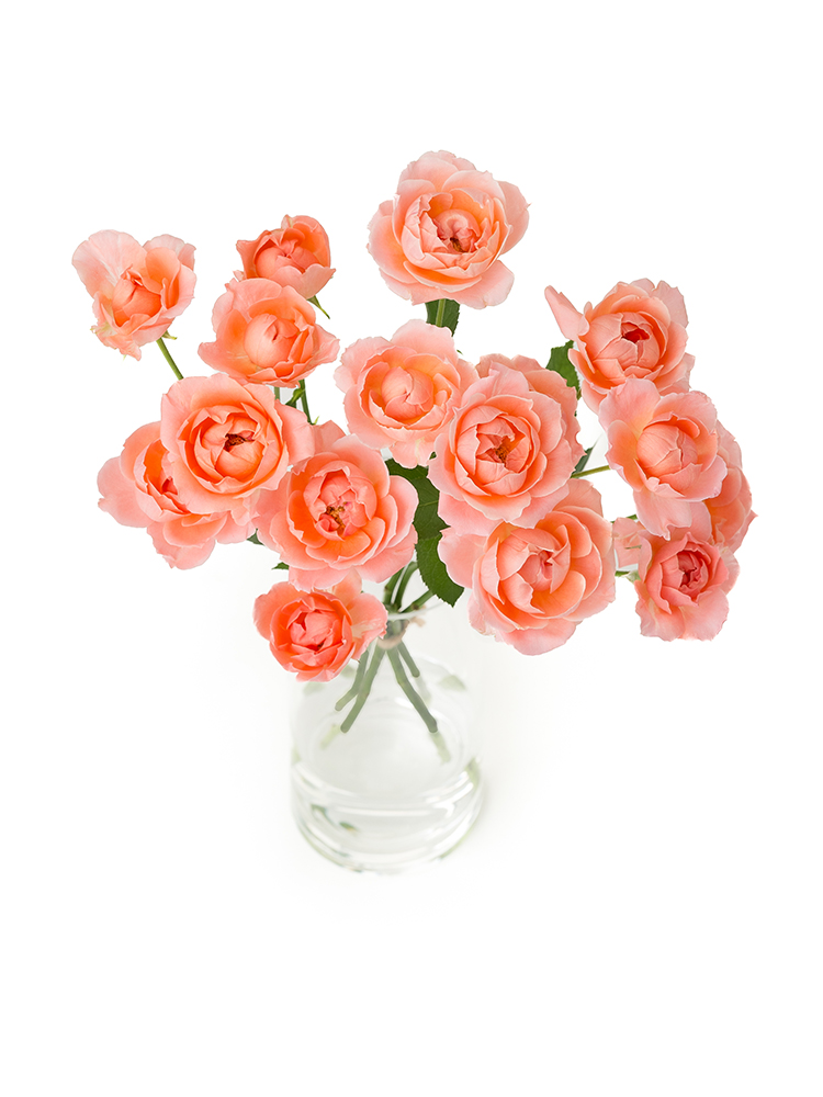 【生花】バラ(スプレー) アプリコットミホの全体写真のアップ