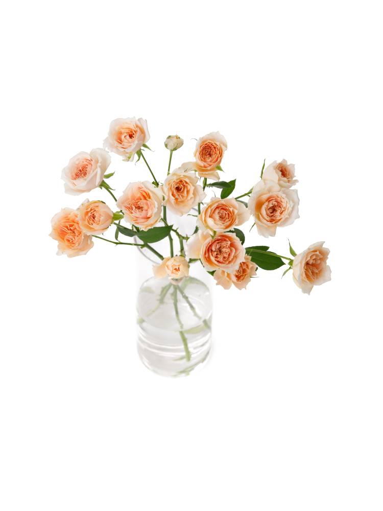 【生花】スプレーバラ チアガールアプリコットの全体写真のアップ