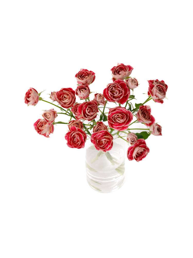 【生花】スプレーバラ チアフルの全体写真のアップ