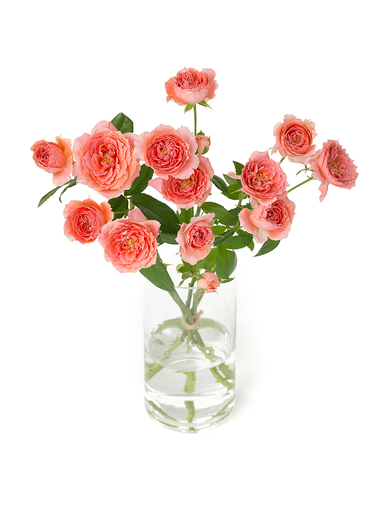 【生花】バラ(スプレー) チアガール の全体写真のアップ