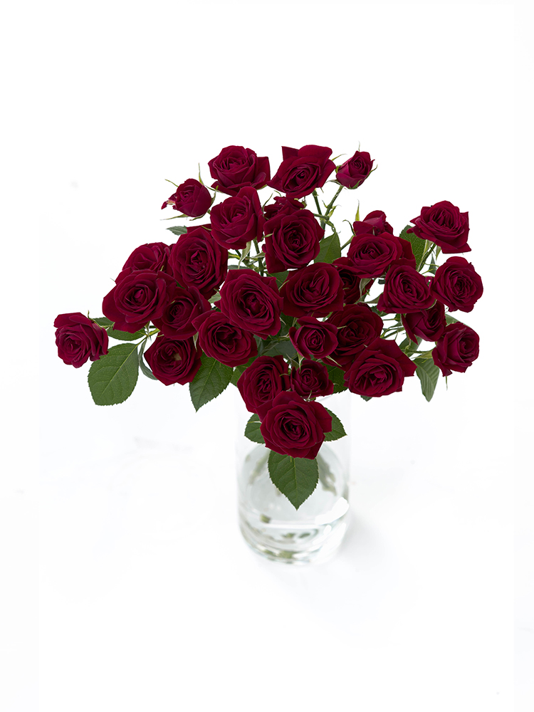 【生花】バラ(スプレー) ファンファールの全体写真のアップ