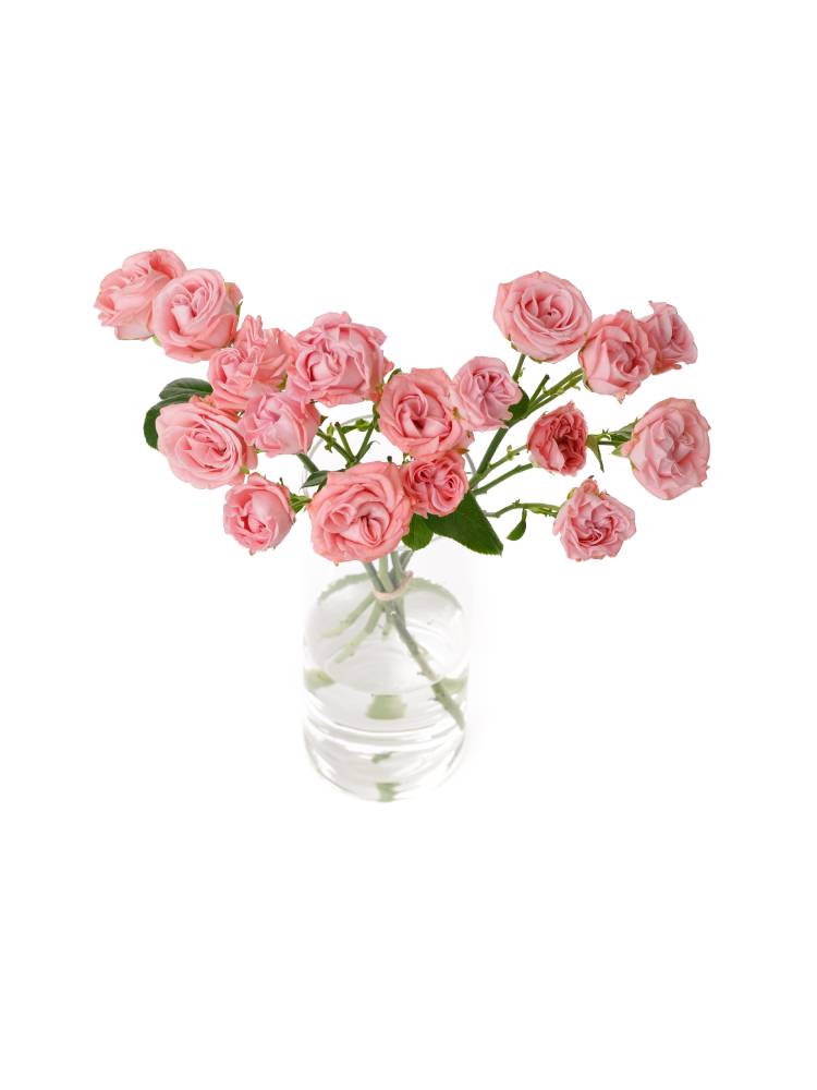 【生花】スプレーバラ ジェントルフロウの全体写真のアップ