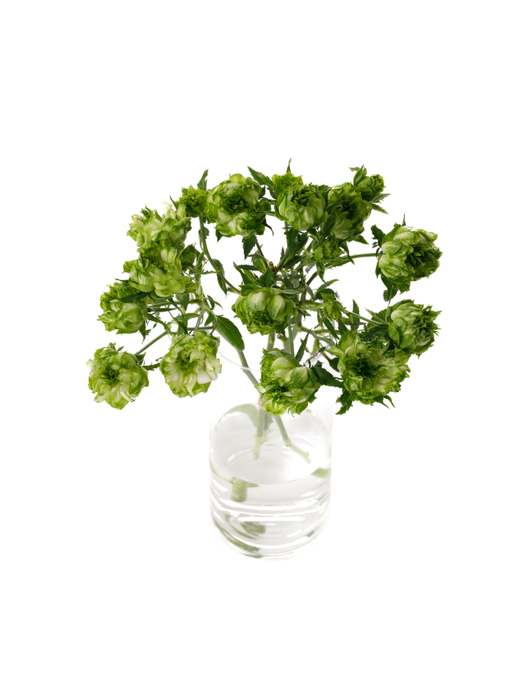 【生花】スプレーバラ オリエンタルエクレールの全体写真のアップ