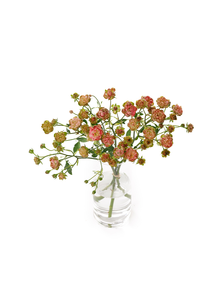 【生花】スプレーバラ ラディッシュの全体写真のアップ