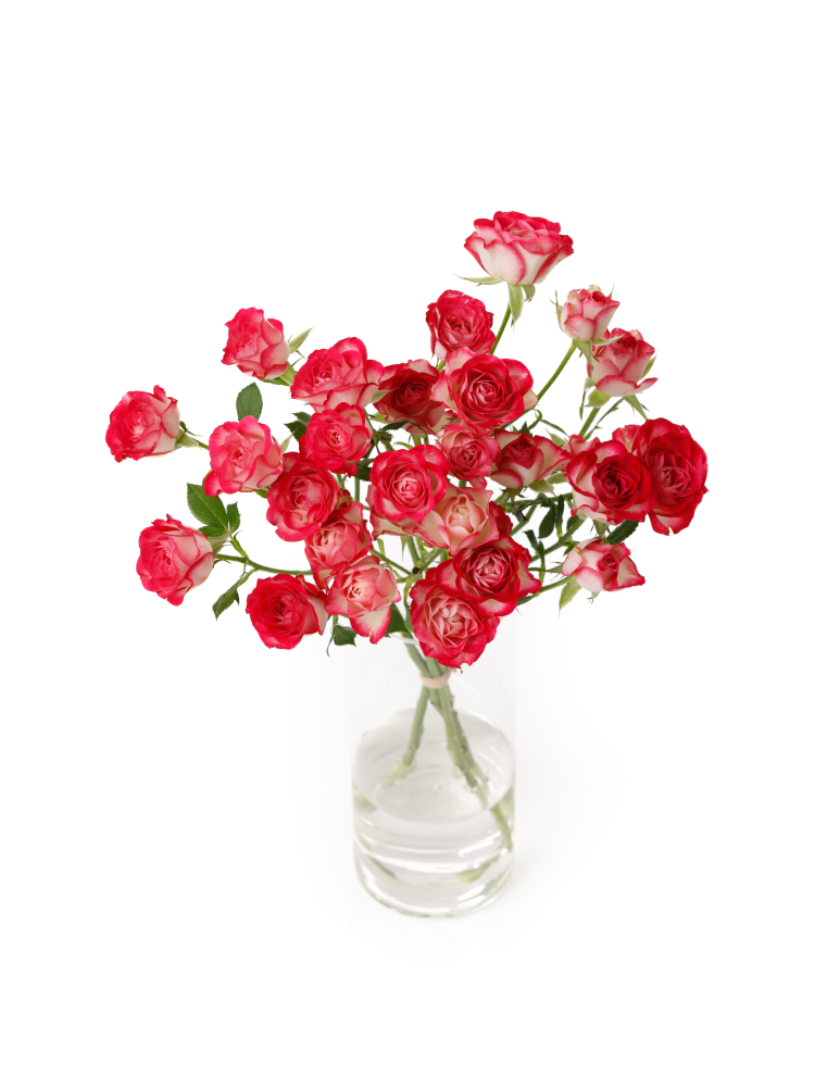 【生花】スプレーバラ セドナ!の全体写真のアップ