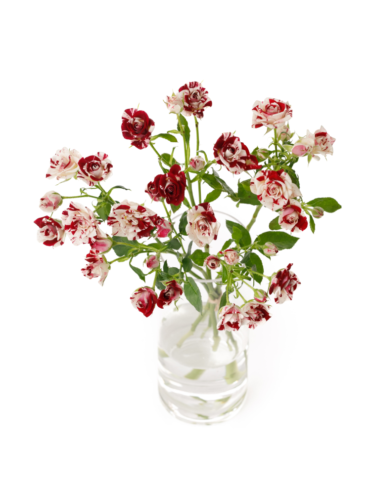 【生花】スプレーバラ スパークリンググラフィティの全体写真のアップ