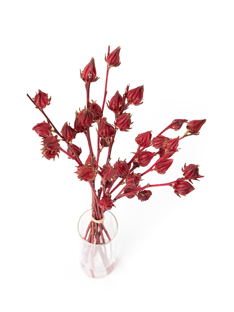 【生花】紅アオイ 品種おまかせ(赤)の全体写真のアップ