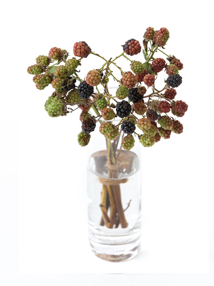 【生花】ブラックベリー ブラックベリーの全体写真のアップ