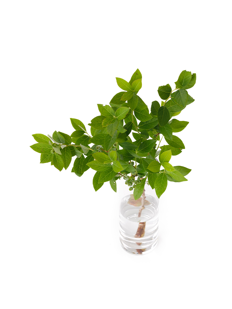 【生花】ブルーベリー の全体写真のアップ