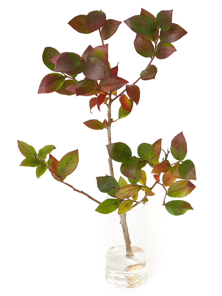 【翌日発送】ブルーベリー 紅葉の全体写真のアップ