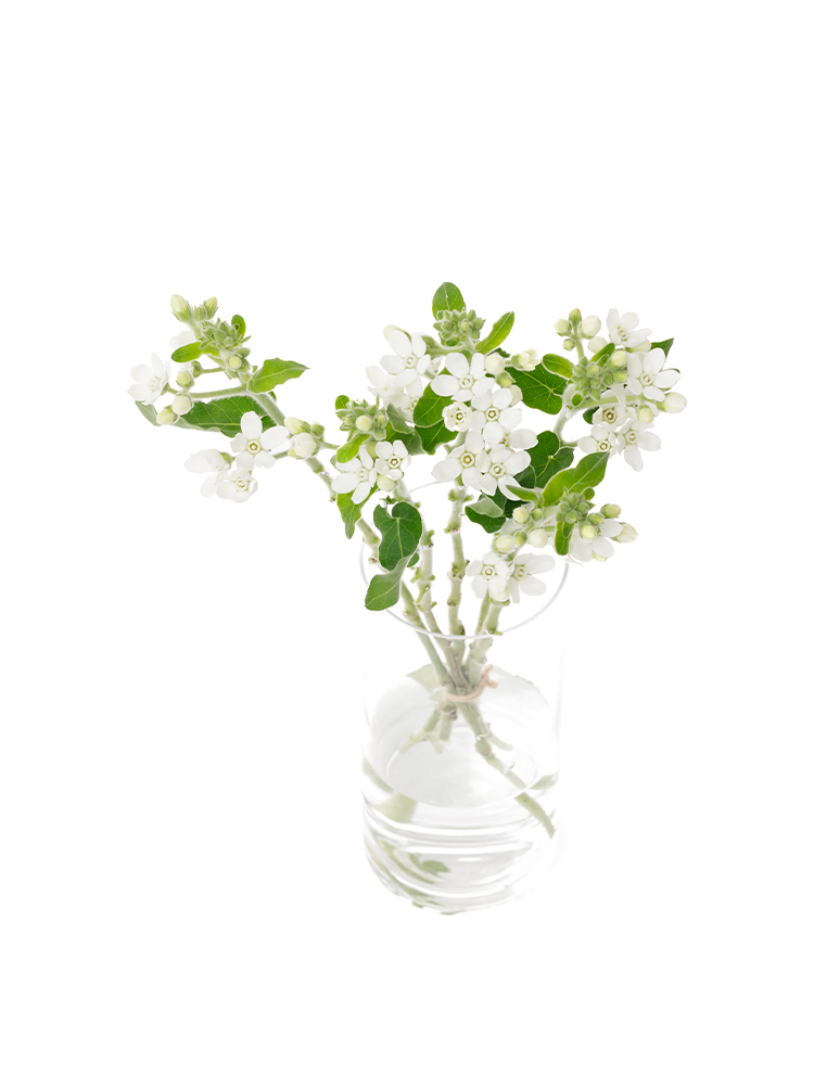 【生花】オキシペタラム　マーブルホワイトの全体写真のアップ