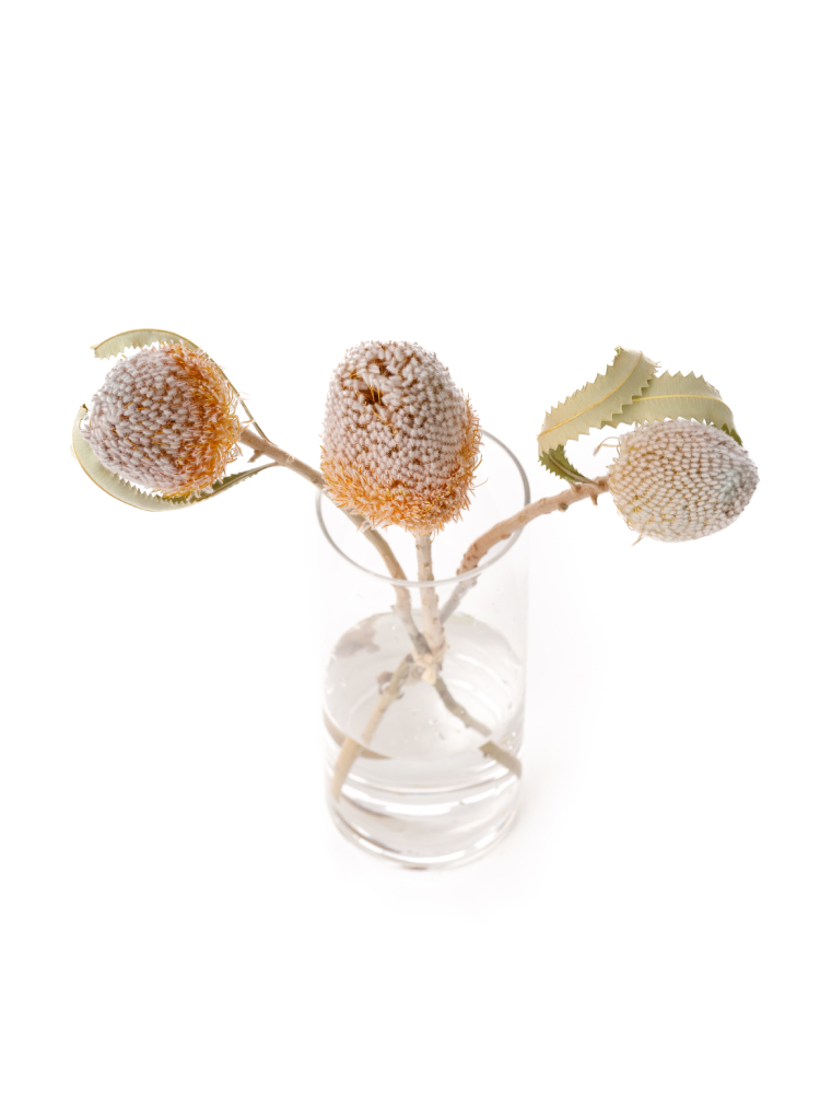 【生花】バンクシア バーデティーの全体写真のアップ