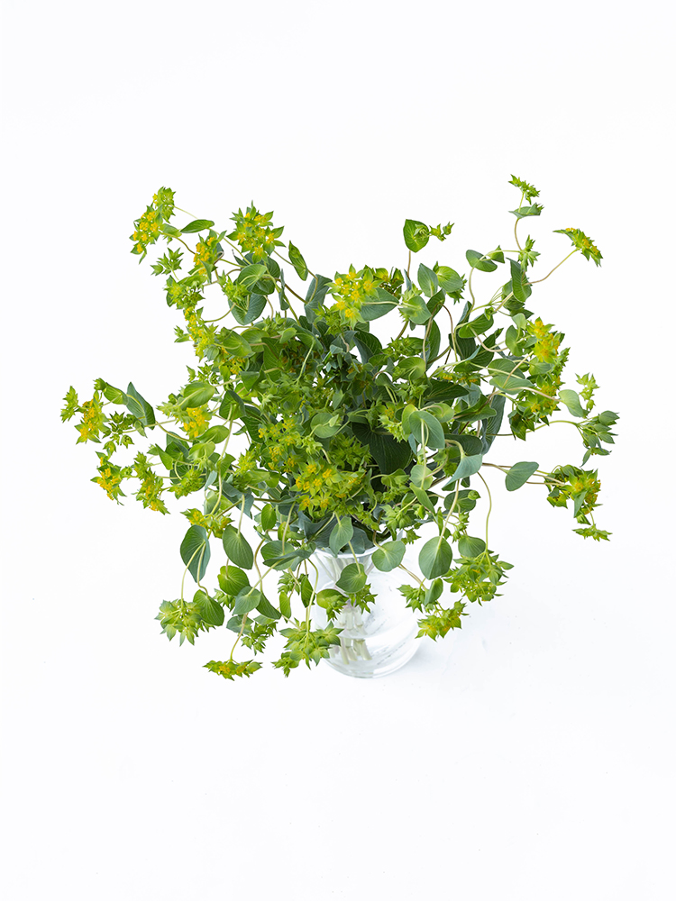 【生花】ブプレリウム 品種おまかせの全体写真のアップ