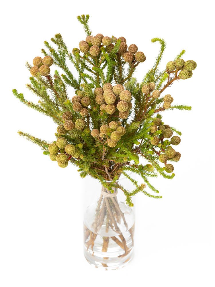 【生花】バーゼリア ガルピニの全体写真のアップ