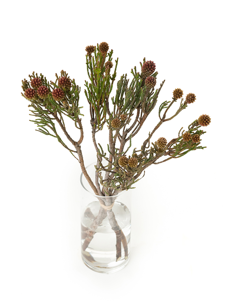 【生花】バーゼリア ネベリアクラスタースターの全体写真のアップ