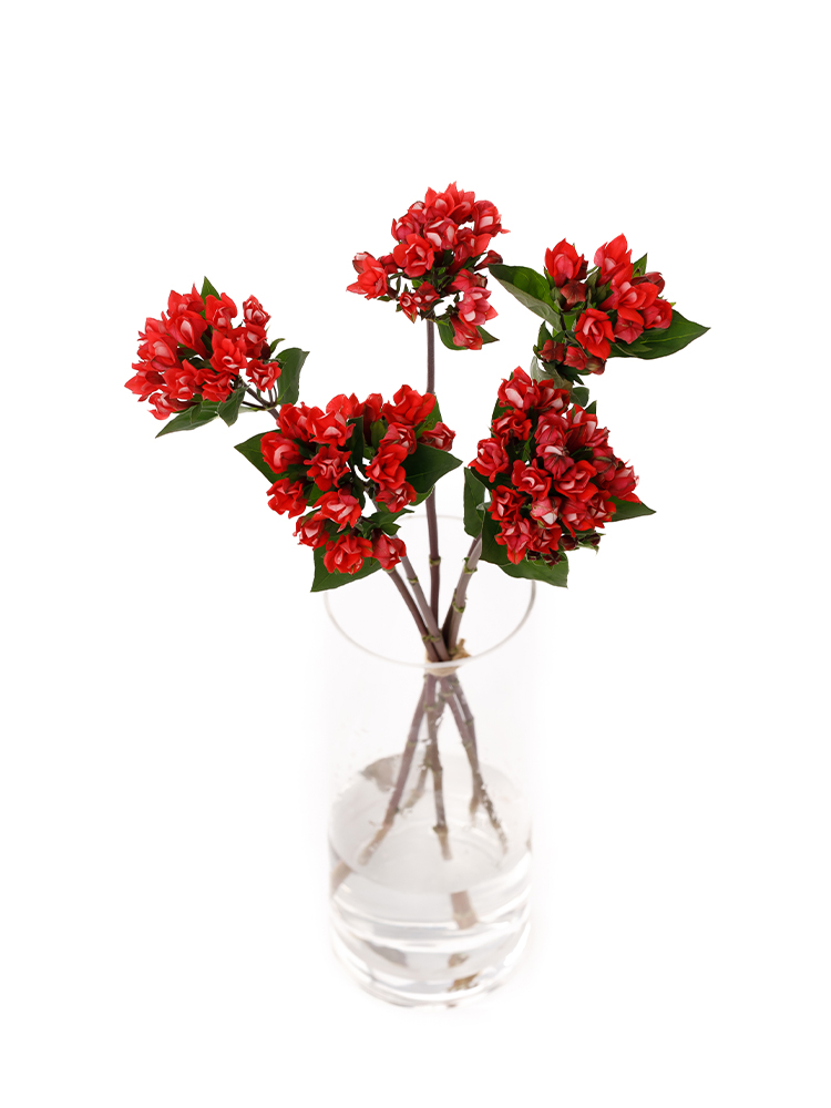 【生花】ブバリア ダイヤモンドコーラルの全体写真のアップ