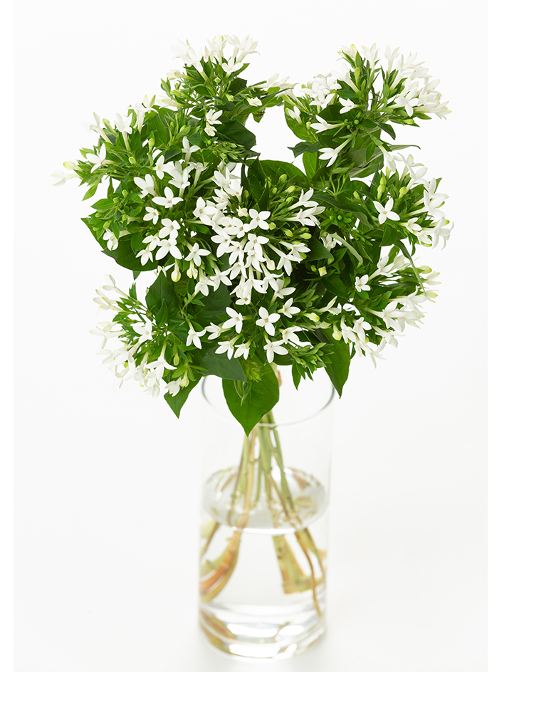 【生花】ブバリア(白) 品種おまかせの全体写真のアップ