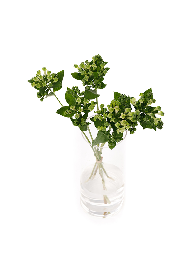 【生花】ブバリア ロイヤルグリーンサマーの全体写真のアップ