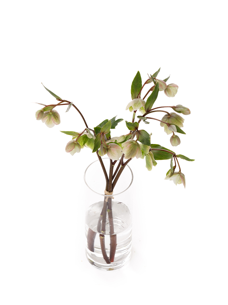 【生花】クリスマスローズ マグニフィシェントベルの全体写真のアップ