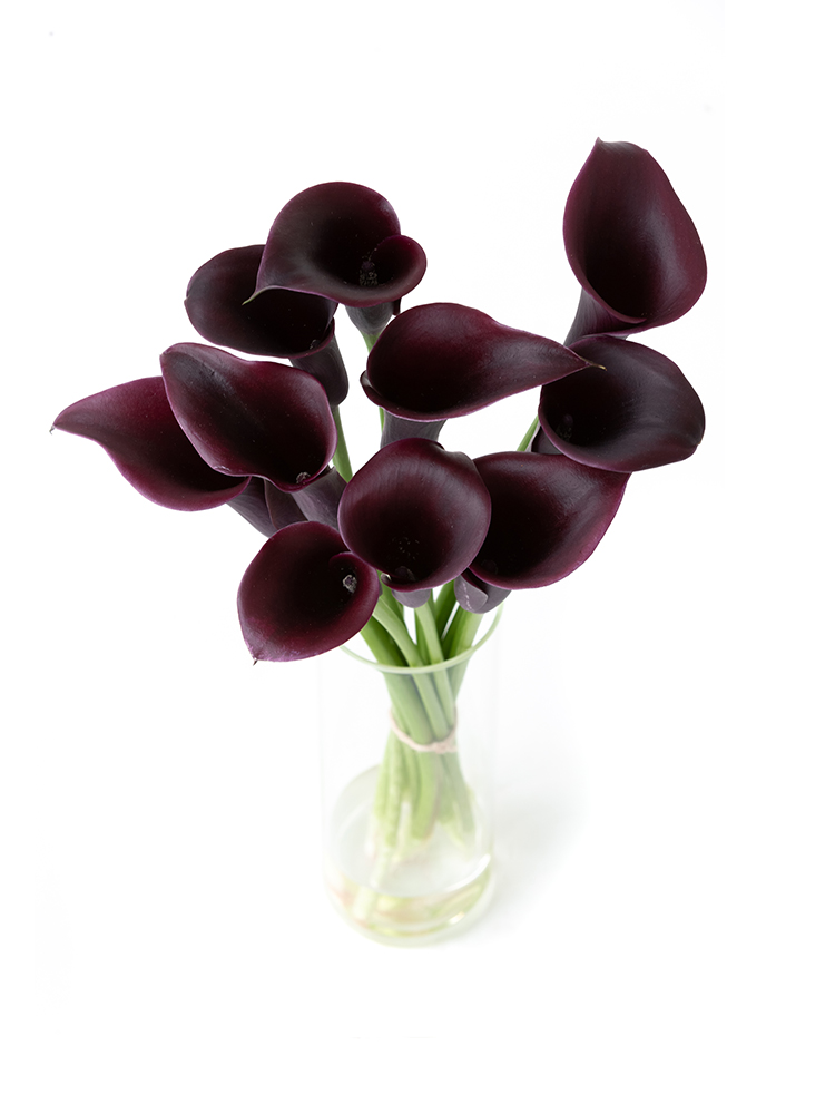 【生花】カラー カントールの全体写真のアップ