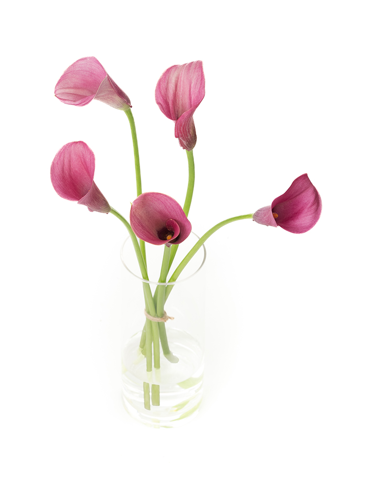 【生花】カラー キャプテンロマンスの全体写真のアップ