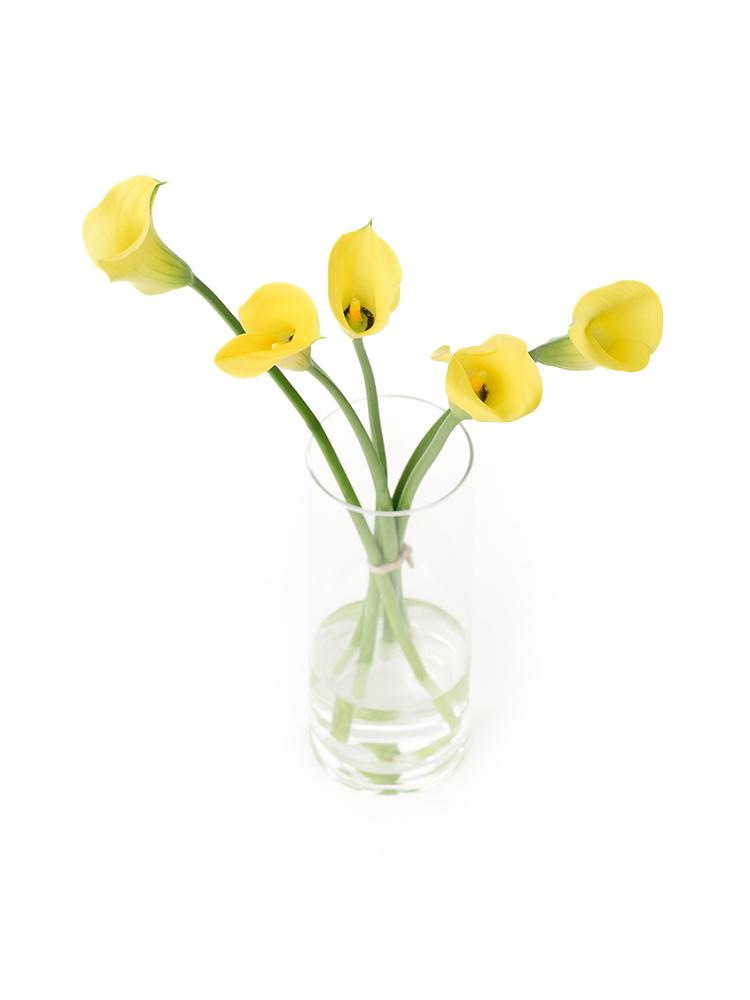 【生花】カラー(黄) 品種おまかせの全体写真のアップ