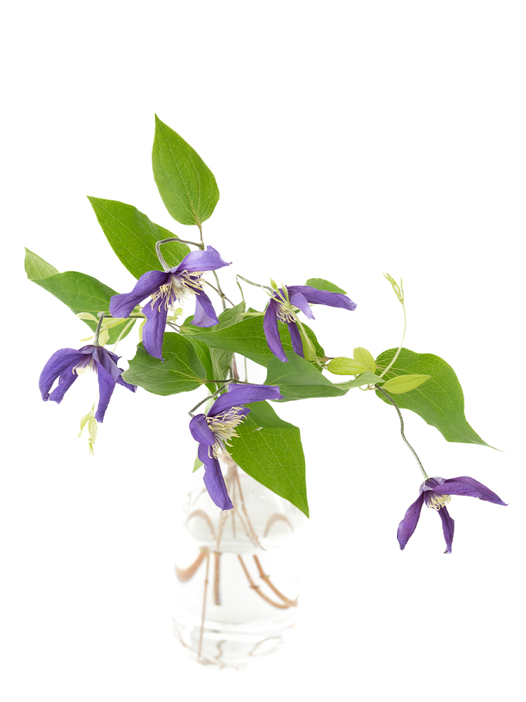 【入荷花材】クレマチス　デュランディの全体写真のアップ