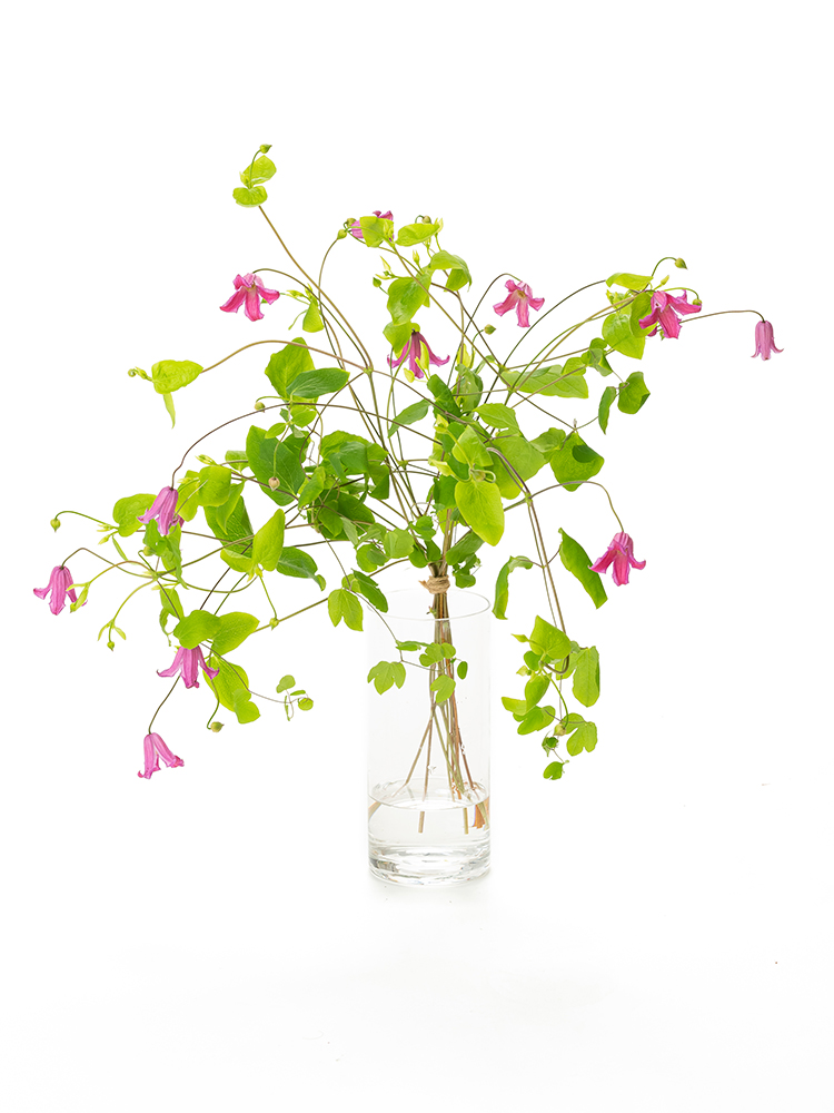 【生花】クレマチス エトワールローズの全体写真のアップ