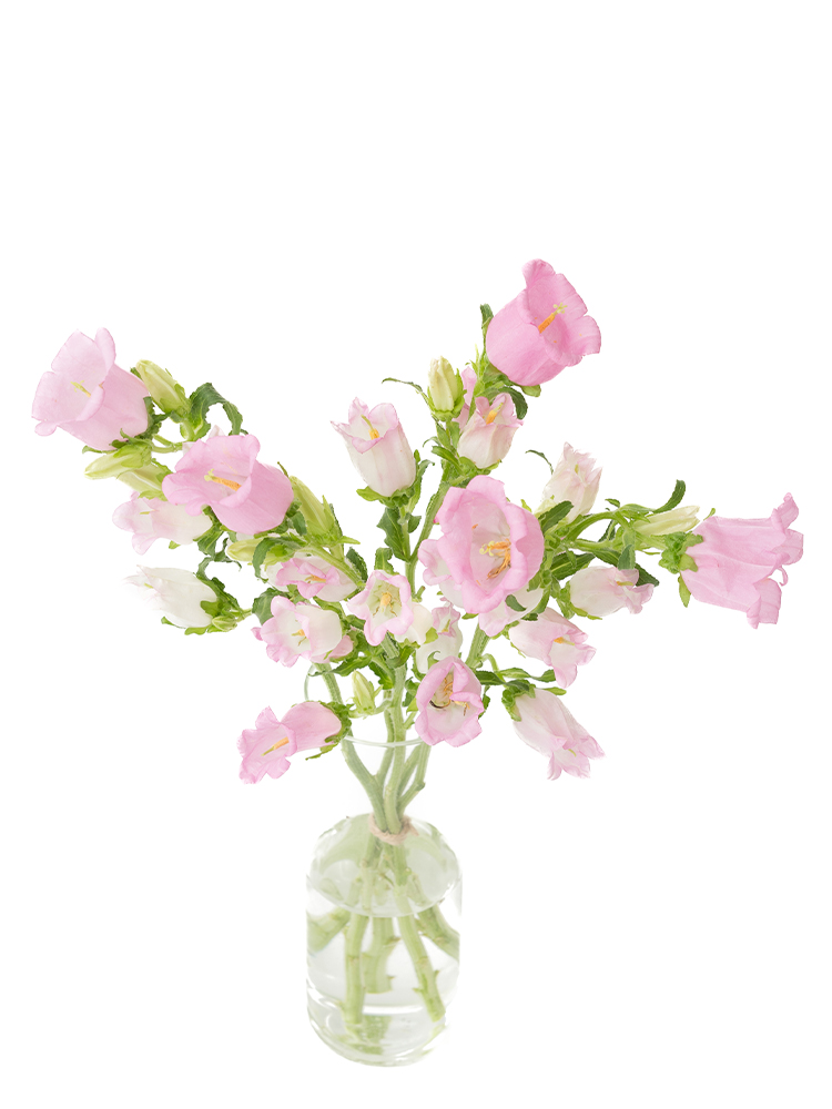 【生花】カンパニュラ チャンピオンピンクの全体写真のアップ