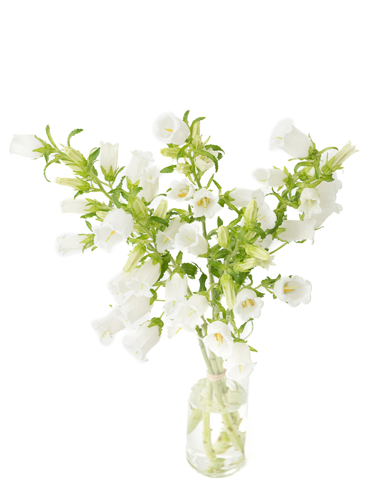 【生花】カンパニュラ(白) 品種おまかせの全体写真のアップ