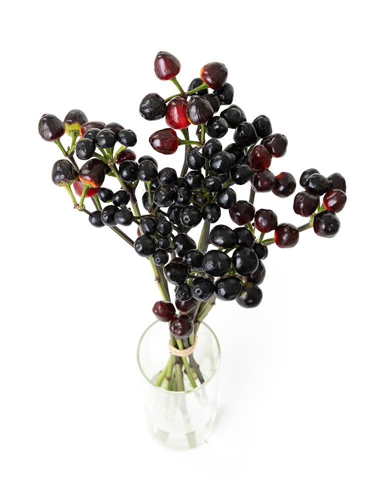 【生花】コニカル 品種おまかせ(黒)の全体写真のアップ