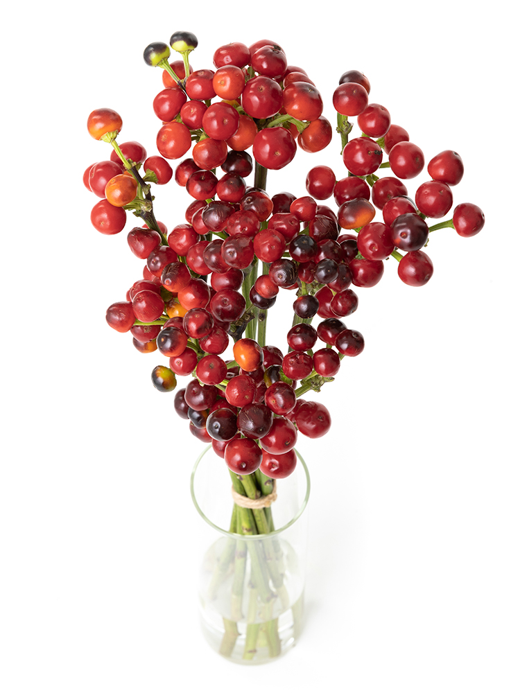 【生花】コニカル 品種おまかせ(赤)の全体写真のアップ