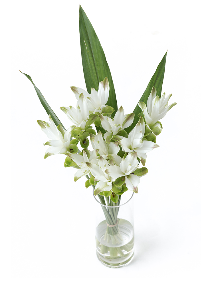 【生花】クルクマ クルクマホワイトの全体写真のアップ