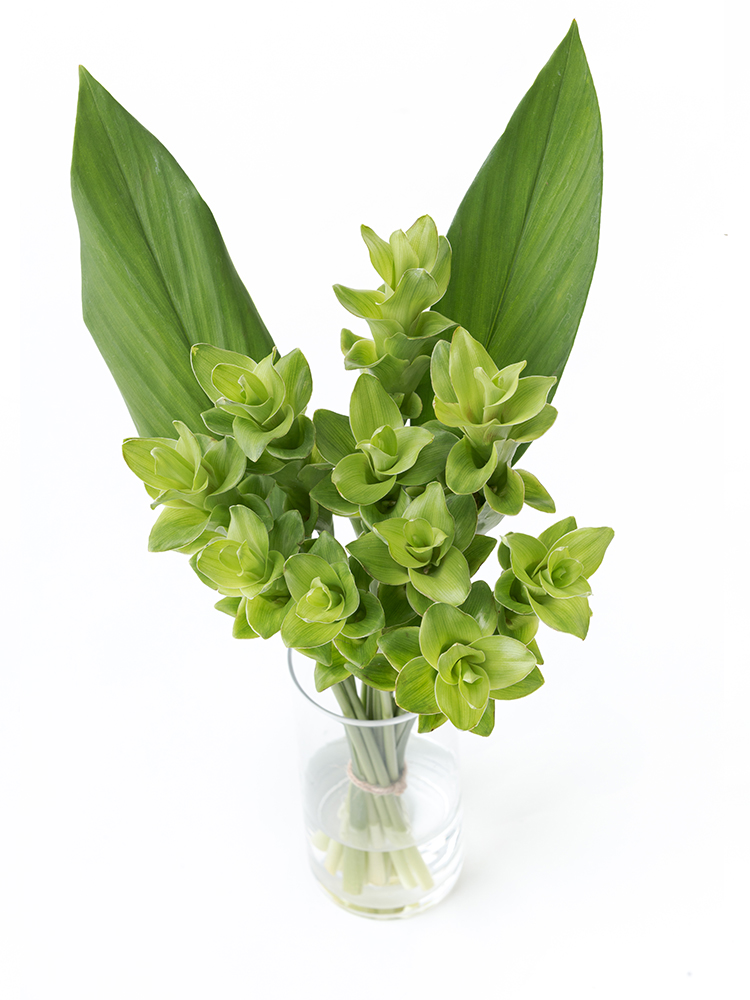 【生花】クルクマ エメラルドパゴダの全体写真のアップ