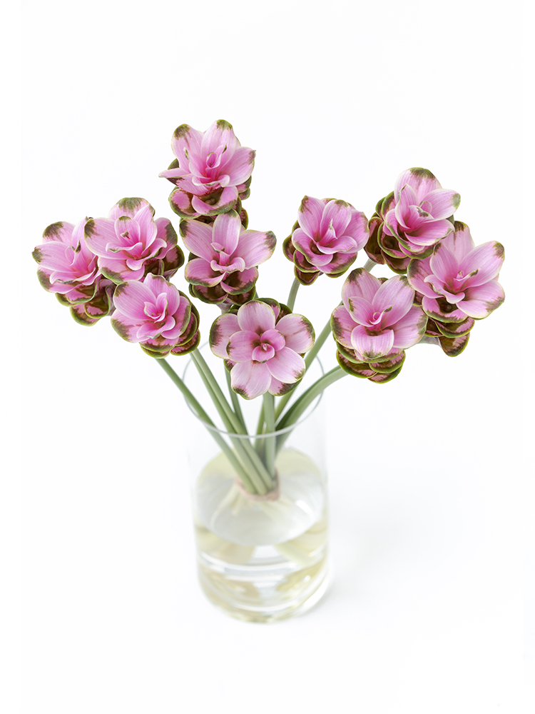 【生花】クルクマ メーテンNo.1の全体写真のアップ