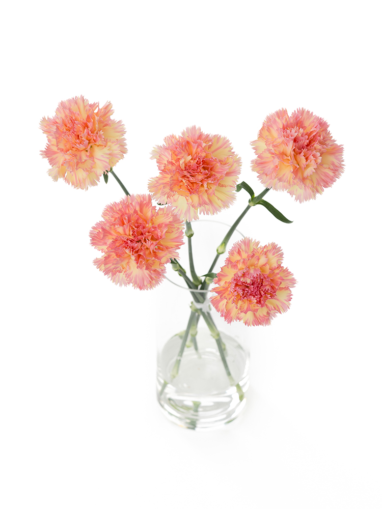 【生花】カーネーション アクティバの全体写真のアップ