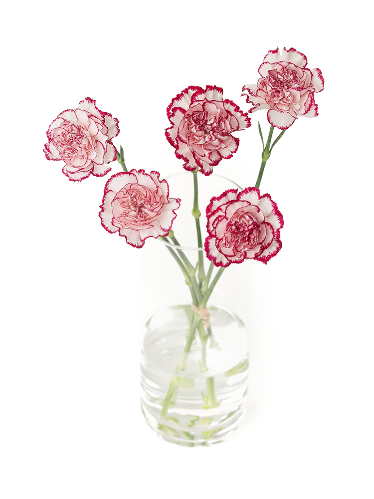 【生花】カーネーション バカラの全体写真のアップ