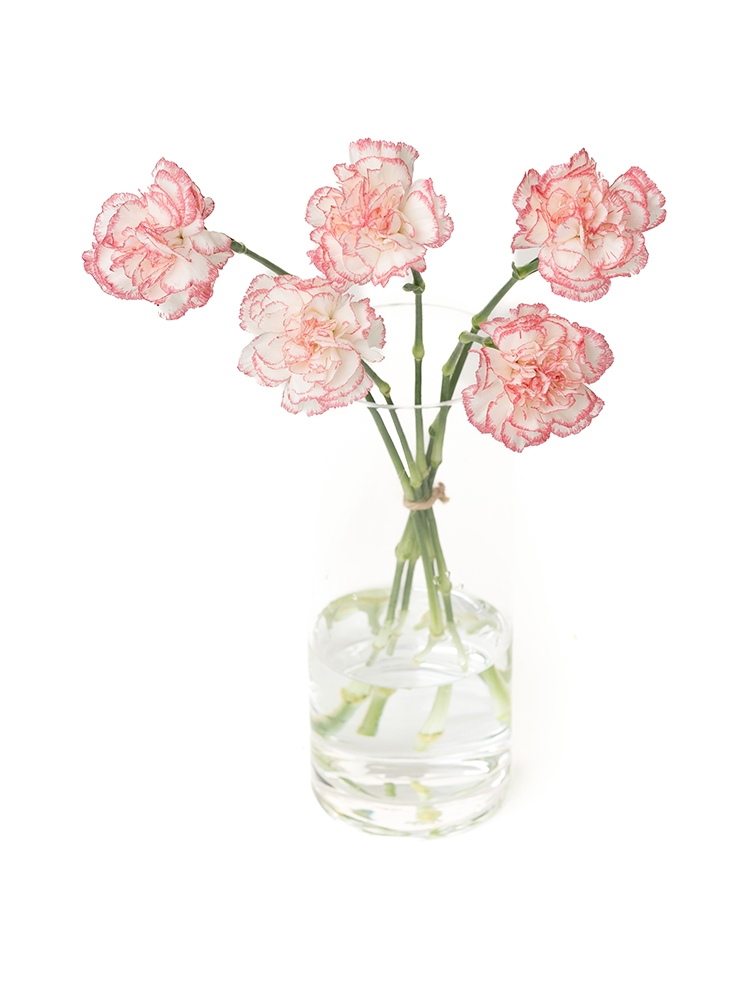 【生花】カーネーション バカラピンク の全体写真のアップ