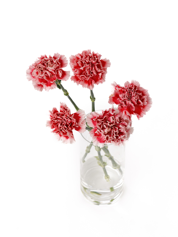 【生花】カーネーション チェリオの全体写真のアップ