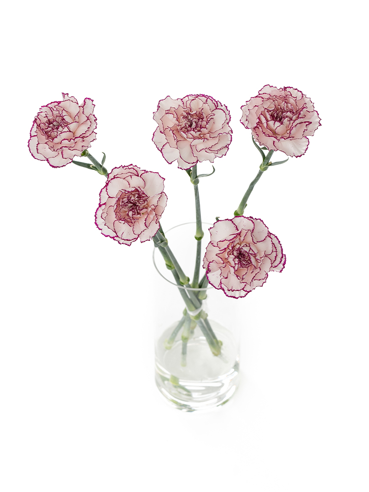 【生花】カーネーション ダマスカスの全体写真のアップ