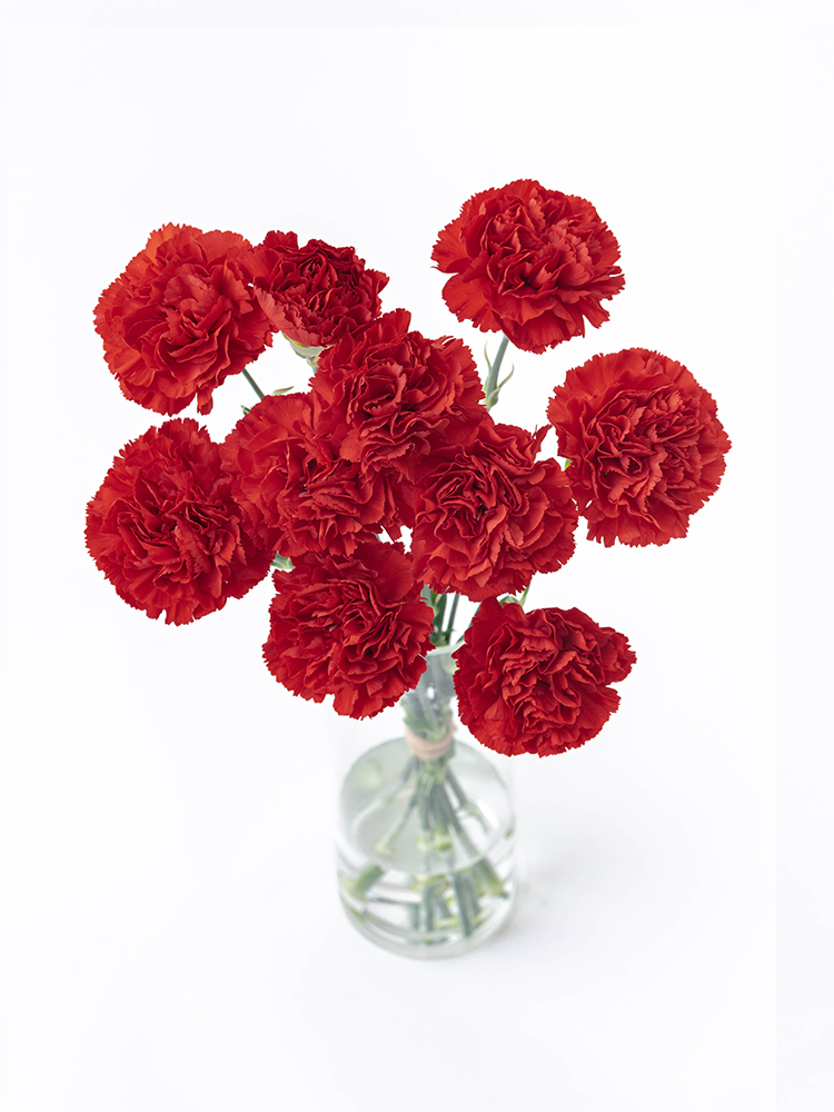 【生花】カーネーション エクセリアの全体写真のアップ