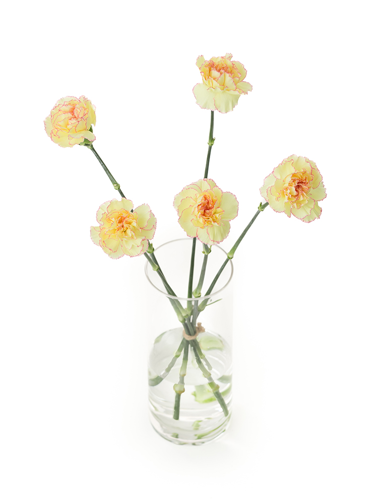 【生花】カーネーション フィエスタコマチの全体写真のアップ