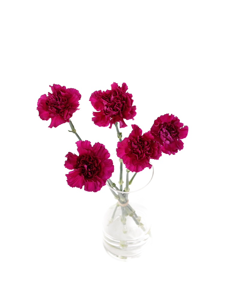 【生花】カーネーション ゴレムの全体写真のアップ