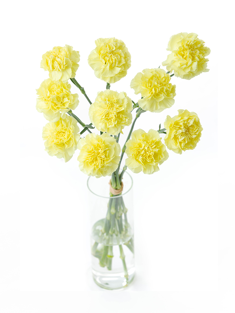 【生花】カーネーション キロの全体写真のアップ