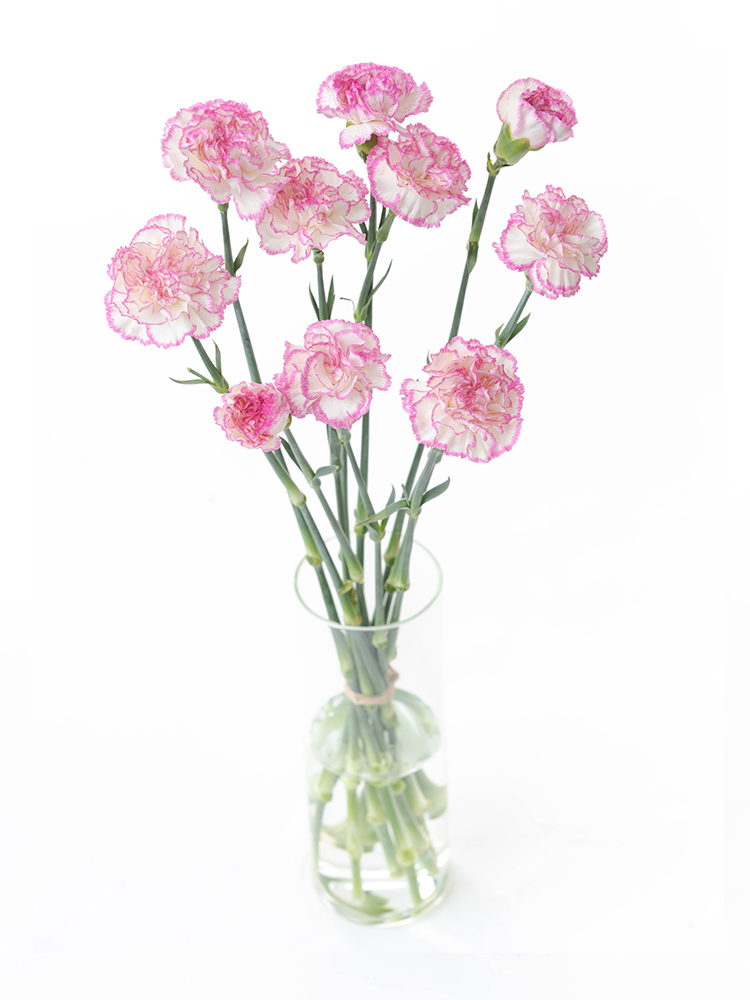 【生花】カーネーション こまちの全体写真のアップ