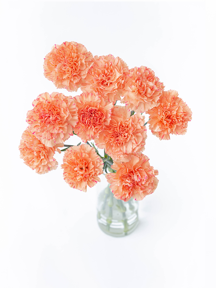 【入荷花材】カーネーション　ライオンキングの全体写真のアップ