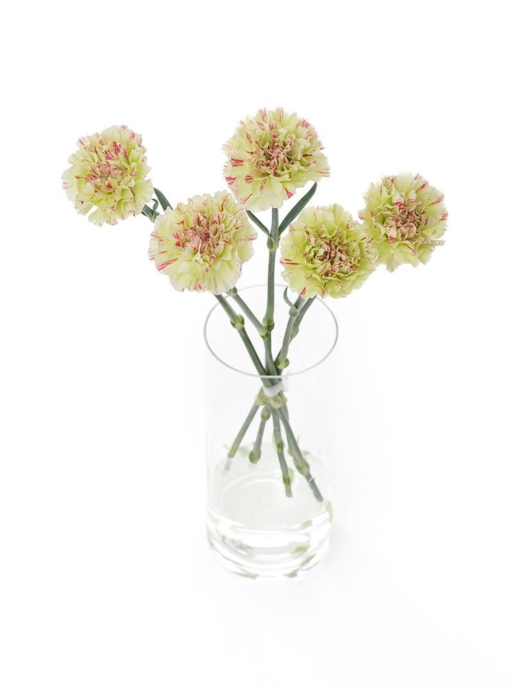 【生花】カーネーション モチの全体写真のアップ